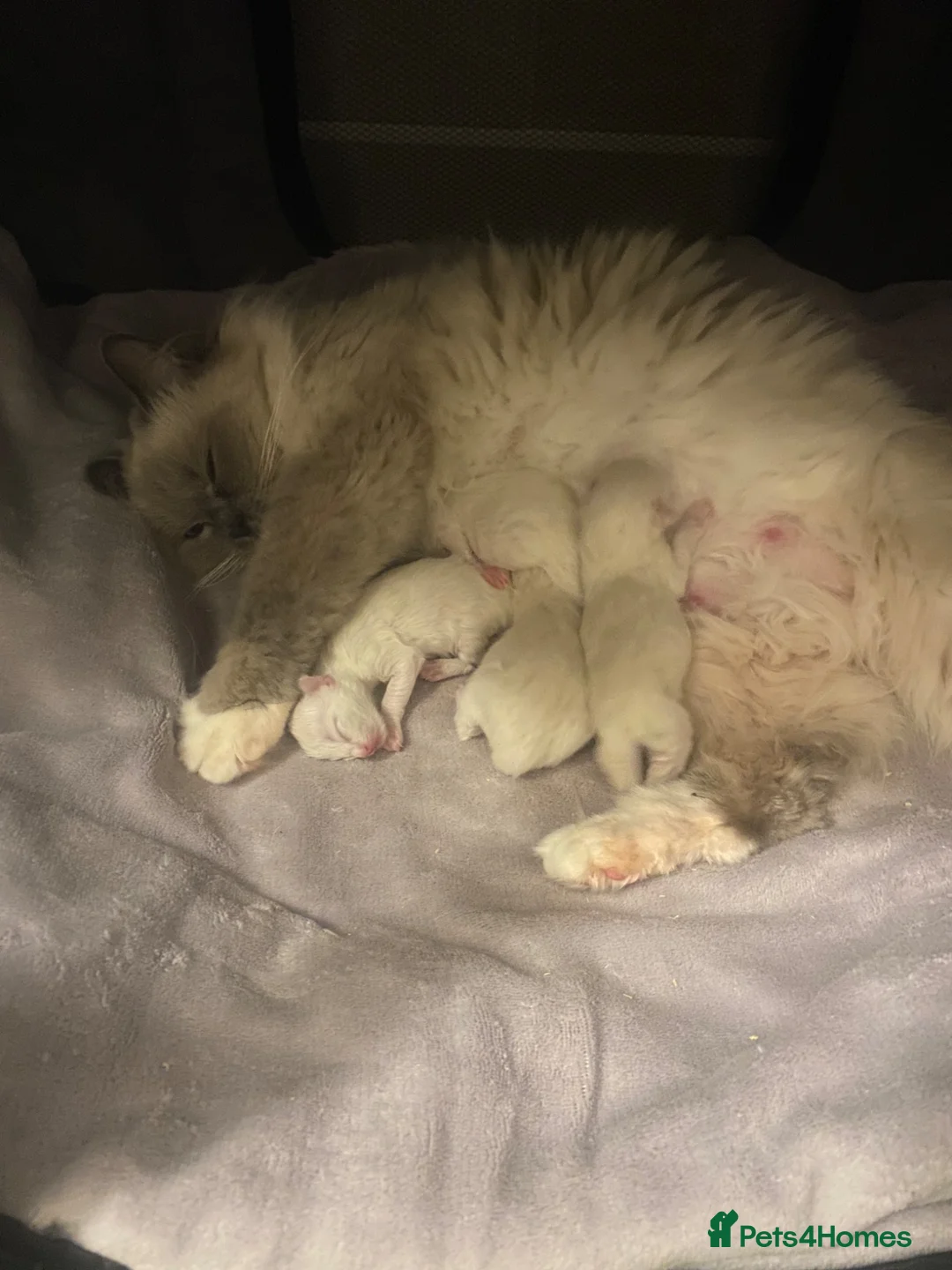 Ragdoll cats for sale: Chunky Ragdoll kittens  - Advert 2