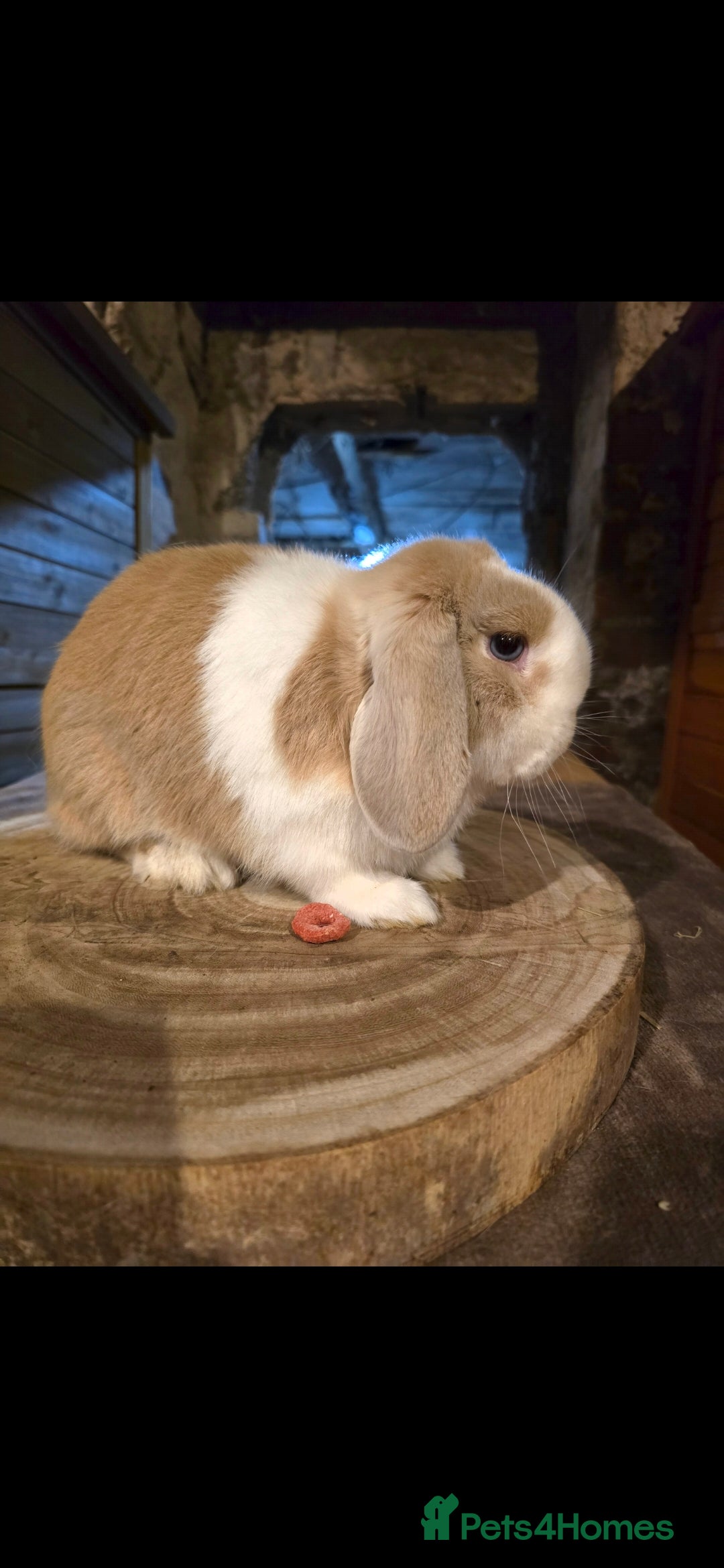 Mini Lop rabbits for sale: Fawn split , mini lop doe - Advert 2