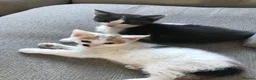 Mixed Breed cats for sale: Kittens  - Advert 1