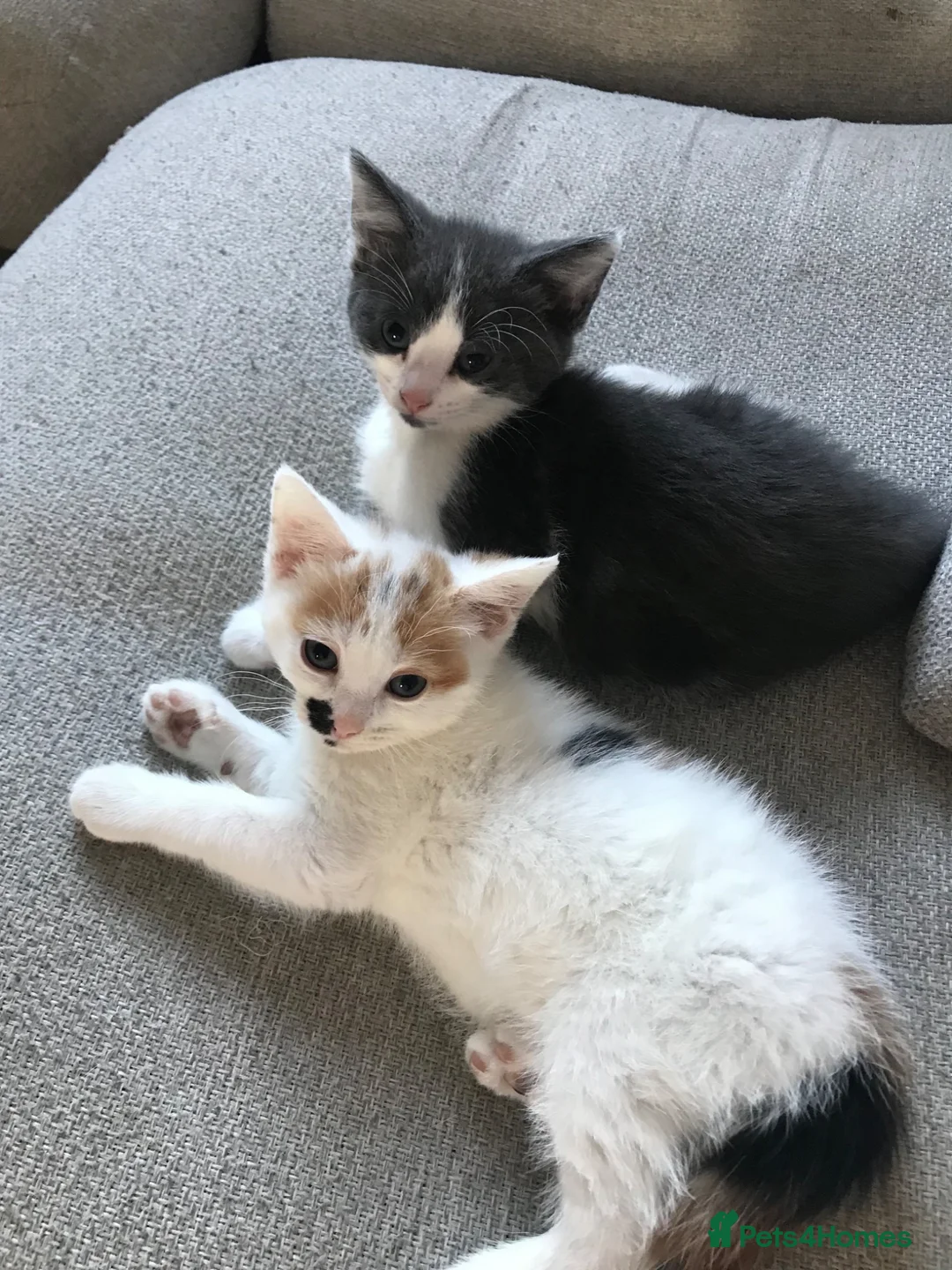 Mixed Breed cats for sale: Kittens  - Advert 1