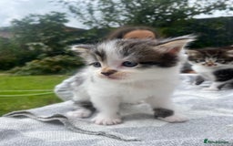 Mixed Breed cats for sale: Fluffy mixed tabby kittens  - Image 14