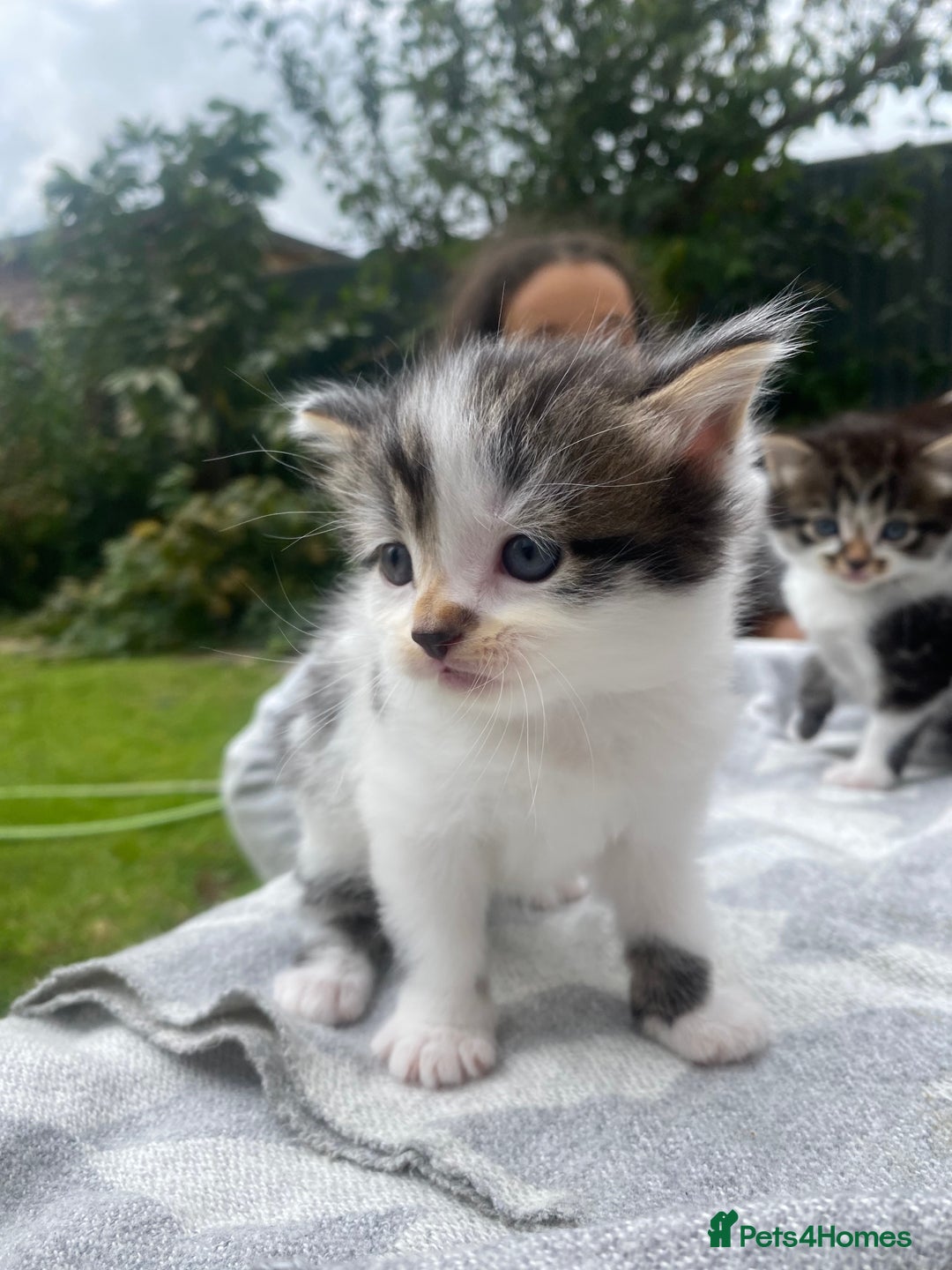 Mixed Breed cats for sale: Fluffy mixed tabby kittens  - Image 14