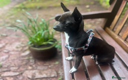 Chihuahua dogs for sale: Stunning Little Short Coat Chihuahuas - Image 16