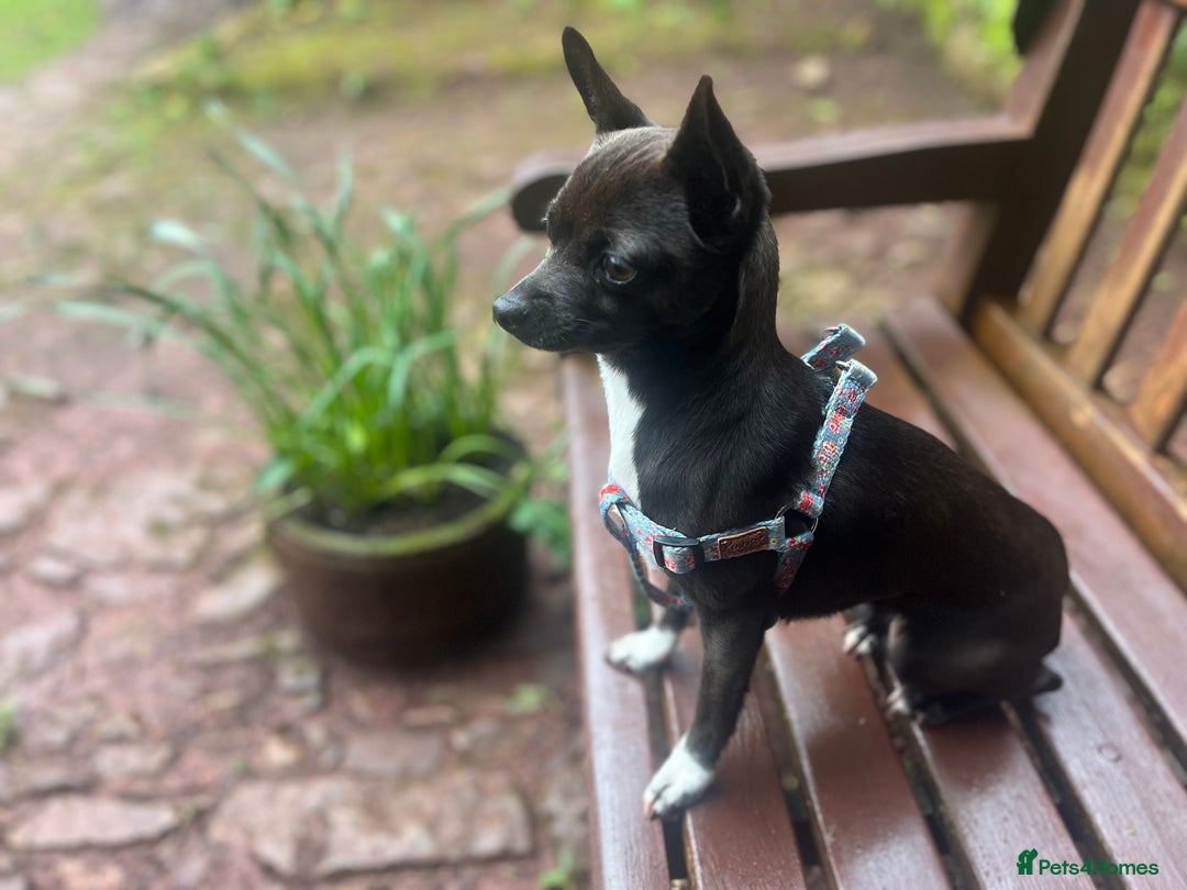 Chihuahua dogs for sale: Stunning Little Short Coat Chihuahuas - Image 16