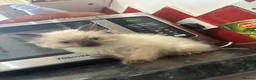 Ragdoll cats for sale: Ragdoll kittens  - Advert 8