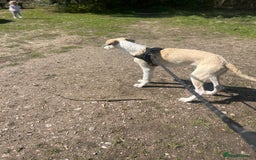 Mixed Breed dogs for sale: Greyhound cross border collie  - Image 2