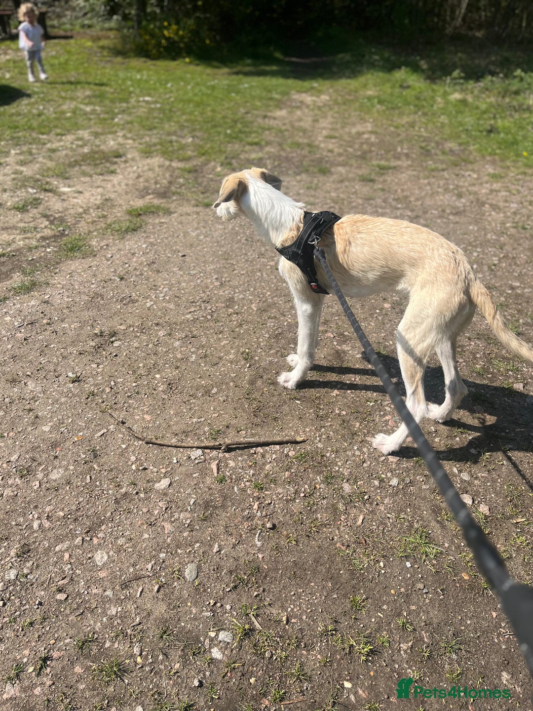 Mixed Breed dogs for sale: Greyhound cross border collie  - Image 2