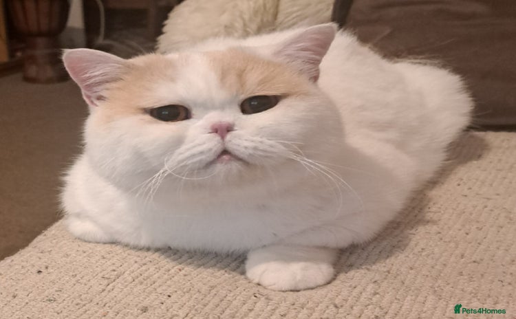 British Shorthair cats - Advert 2