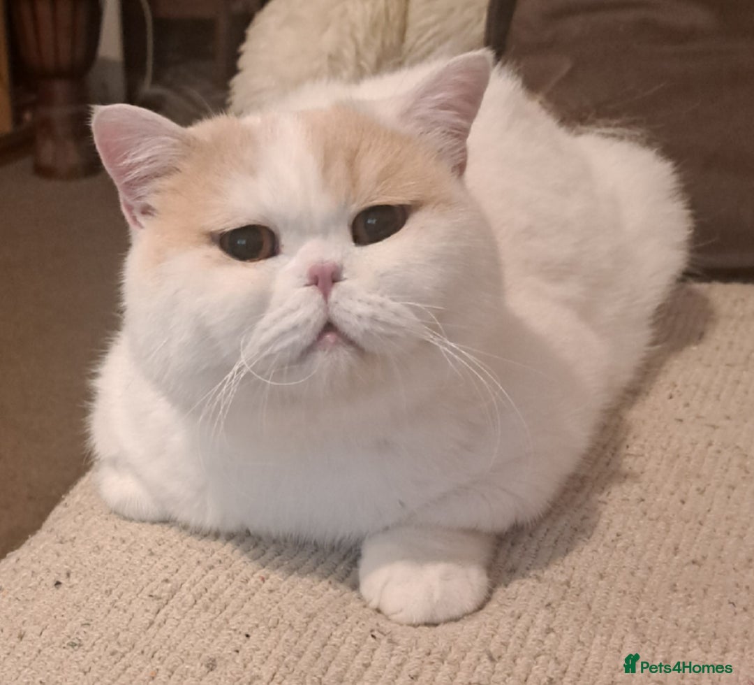 British Shorthair cats for sale: British Shorthair Male Cream and White  - Image 1
