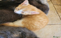 Mixed Breed cats for sale: Gorgeous kittens ready for forever homes - Image 11