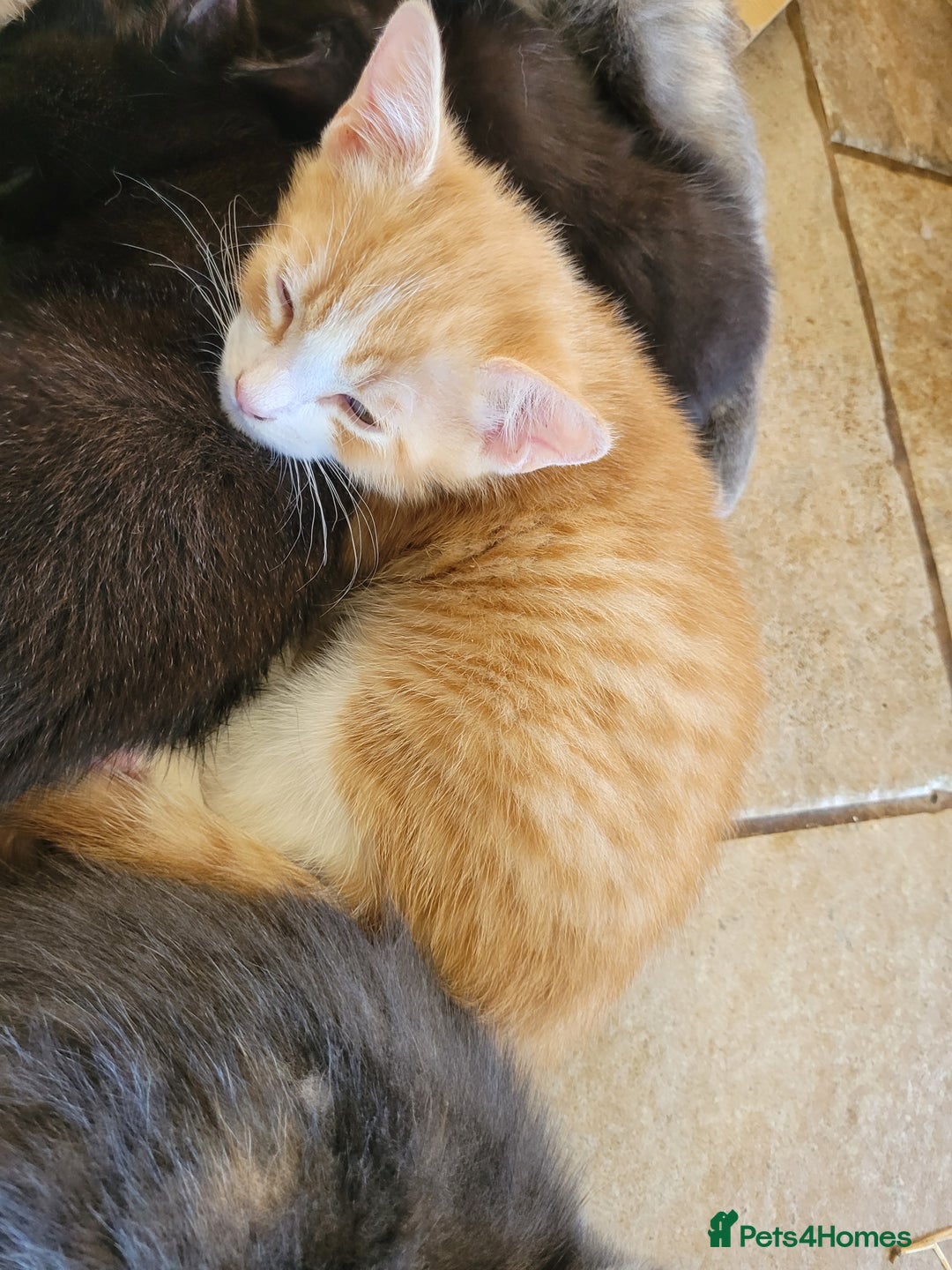 Mixed Breed cats for sale: Gorgeous kittens ready for forever homes - Image 11