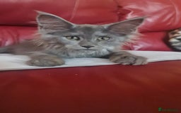 Maine Coon cats for sale: Maine Coon kittens registered with GCCF - Image 13