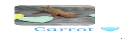 Rat rodents for sale: Baby Dumbo Rats  - Advert 5