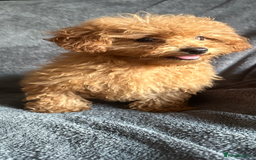 Poochon dogs for sale: Gorgeous Red Toy Poochon Pups fully health tested - Image 7