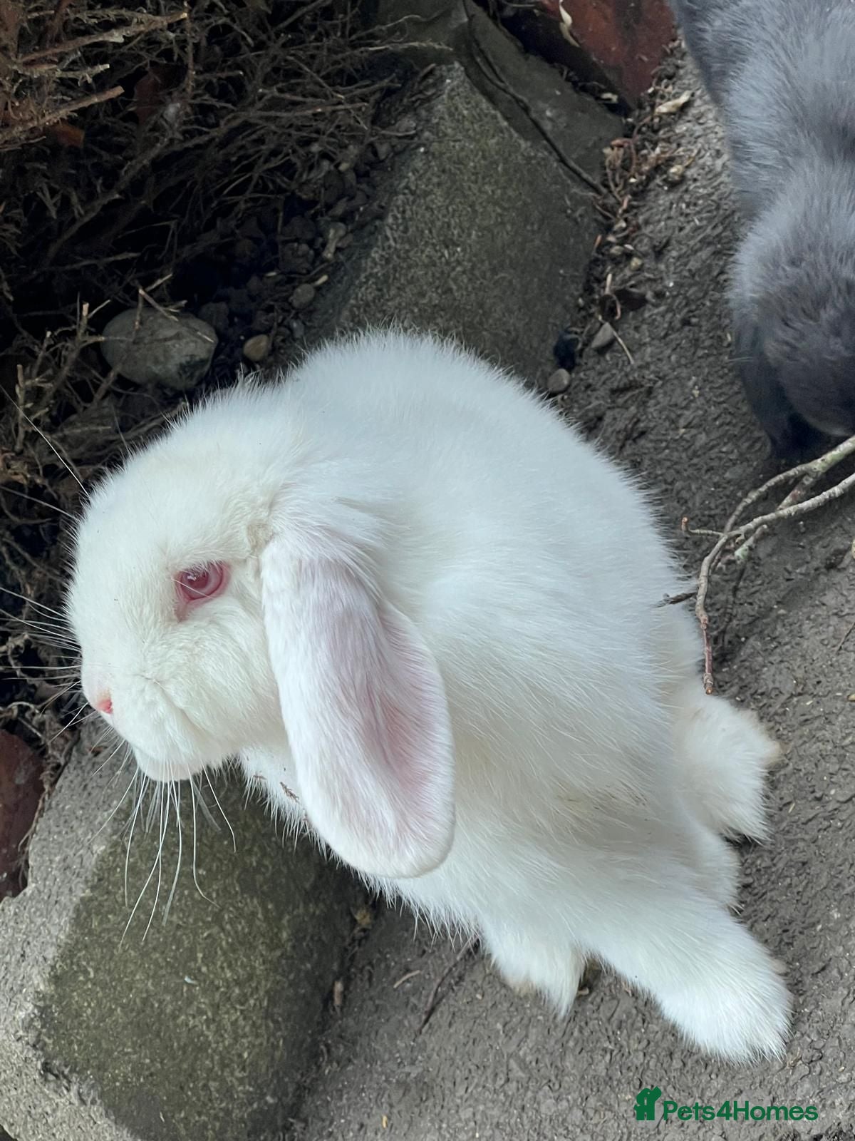 Mini Lop rabbits mini loop babies  - Advert 1