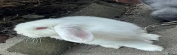 Mini Lop rabbits for sale: mini loop babies  - Advert 1