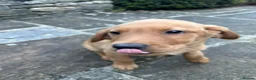 Labrador Retriever dogs for sale: ⭐️READY TO LEAVE NOW kcregistered Labrador puppies - Advert 20