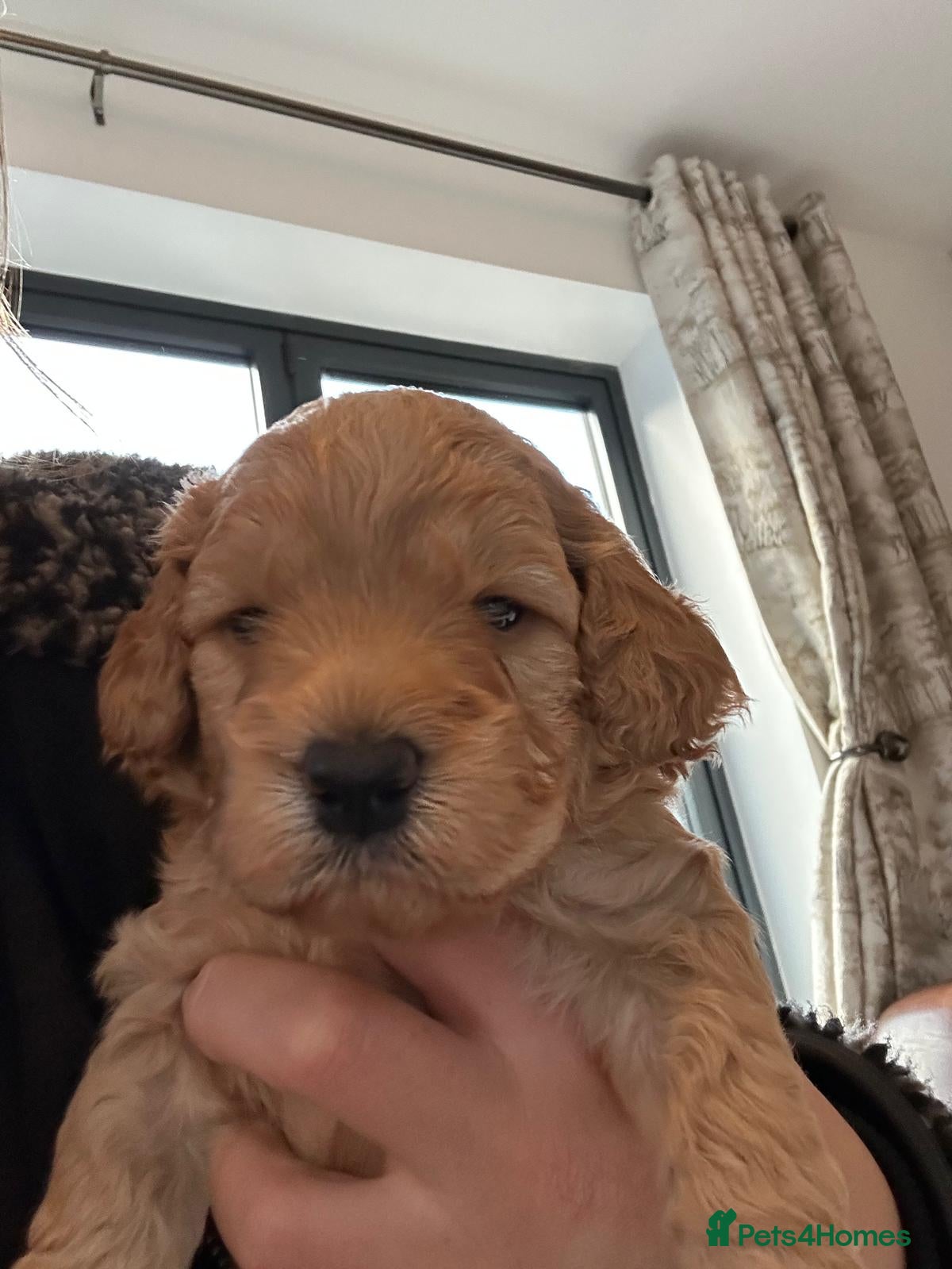 Cockapoo dogs Cockerpoo / cockapoo - Advert 8