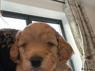 Cockapoo dogs Cockerpoo / cockapoo - Advert 8