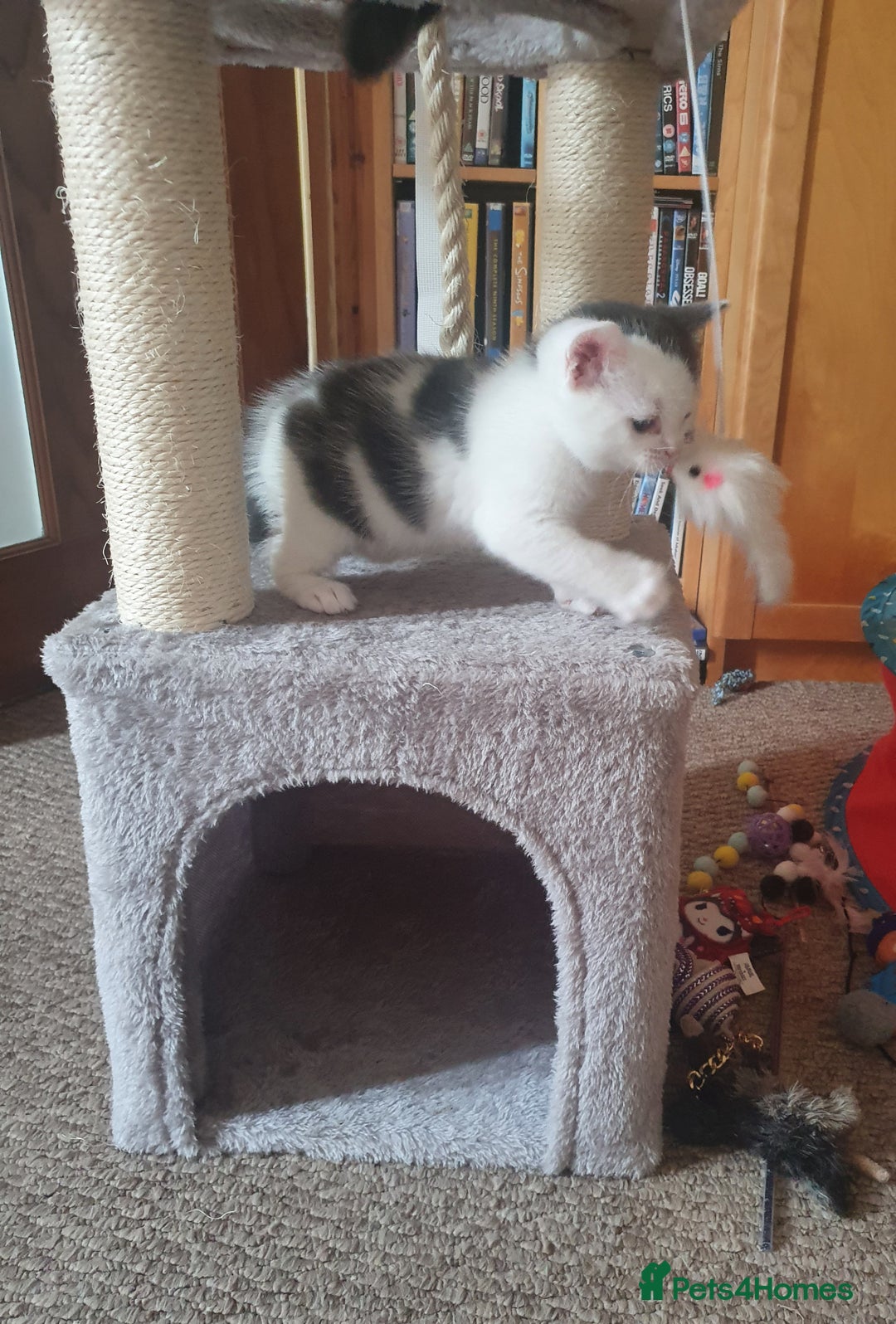 Mixed Breed cats for sale: 2 Beautiful Little Kittens - Image 17