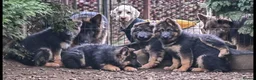 German Shepherd dogs for sale: Exceptional litter of KCreg German shepherds - Advert 2