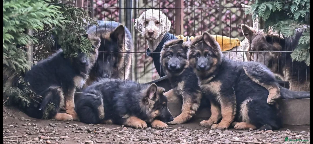 German Shepherd dogs for sale: Exceptional litter of KCreg German shepherds - Advert 2