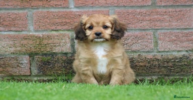 Cavapoo dogs - Advert 3