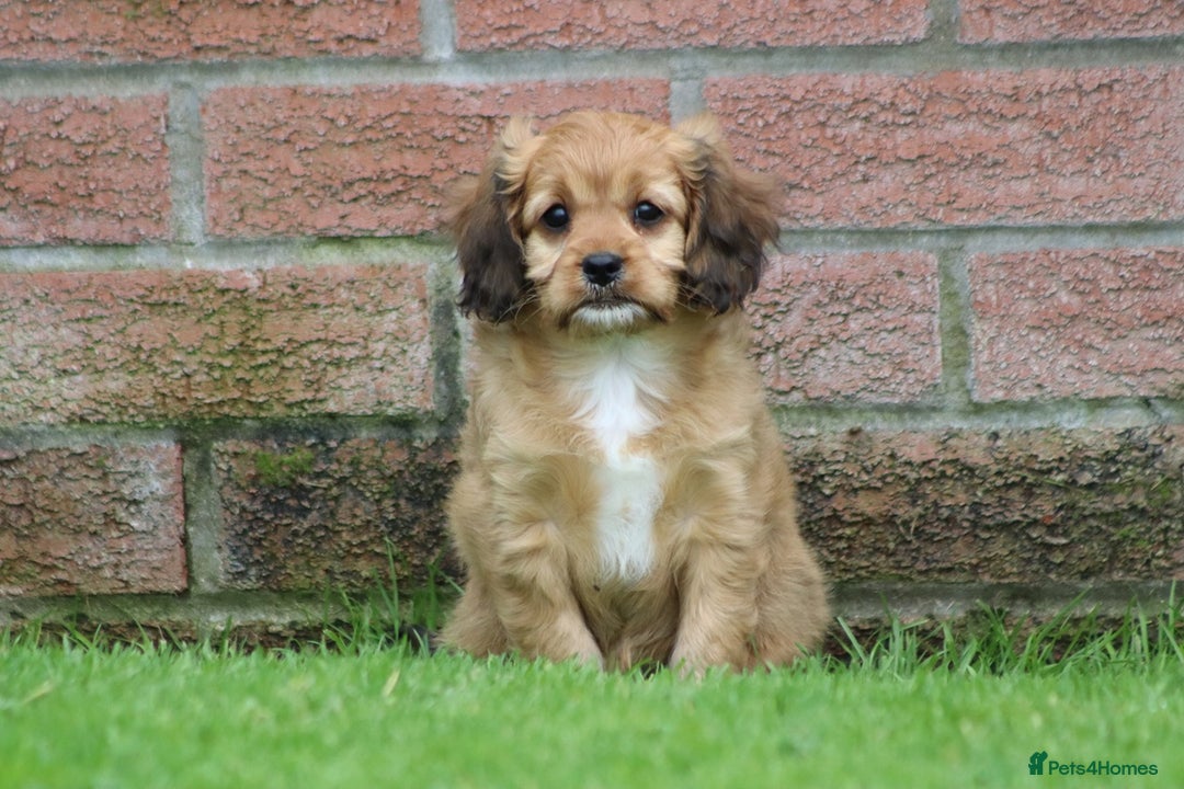 Cavapoo dogs for sale: F1 Cavapoo puppies for sale - Image 8