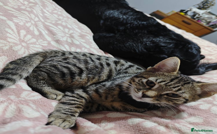 Domestic Shorthair cats Bengal cross tabby  - Advert 10