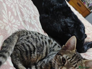 Domestic Shorthair cats Bengal cross tabby - Advert 6