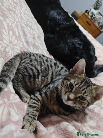 Domestic Shorthair cats Bengal cross tabby - Advert 10