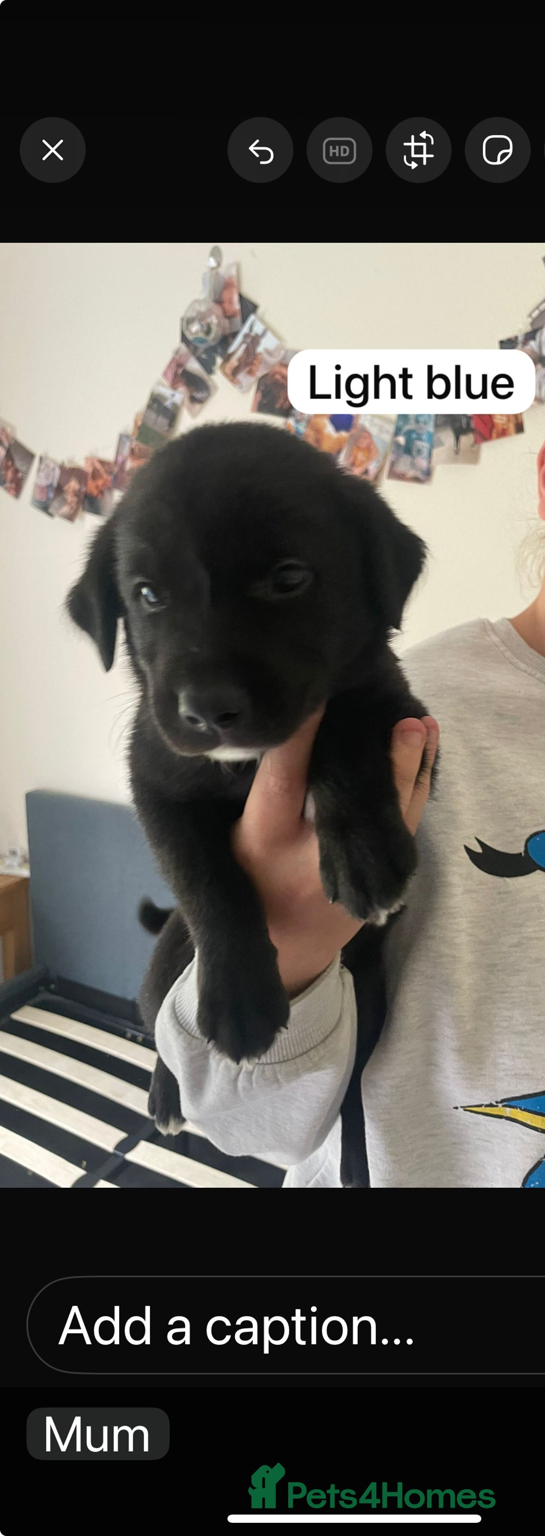 Cockerdor dogs for sale: Puppies for sale  - Image 2