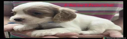 Cockalier dogs for sale: Beautiful Cockaliers - Advert 9