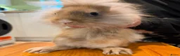 Lionhead rabbits for sale: 2 male lion head boys both brothers - Advert 5