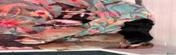 Mixed Breed dogs for sale: Corgipoos - Advert 3