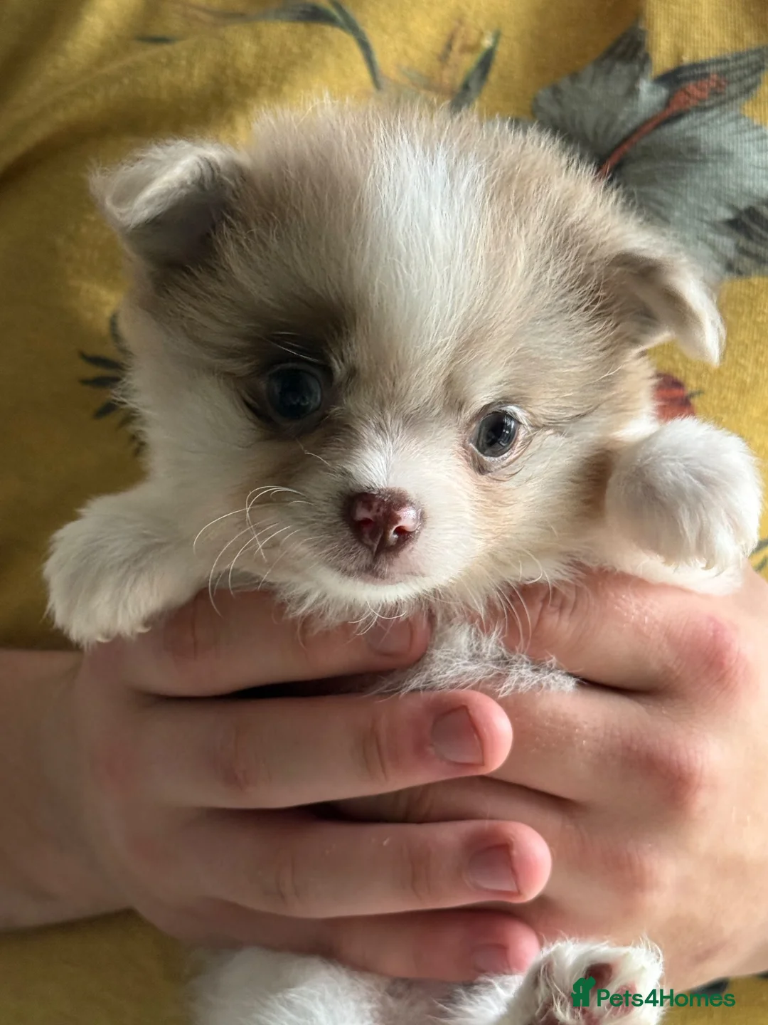 Pomchi dogs for sale: Pomeranian x chihuahua. Pomchi girl and boy left - Advert 6