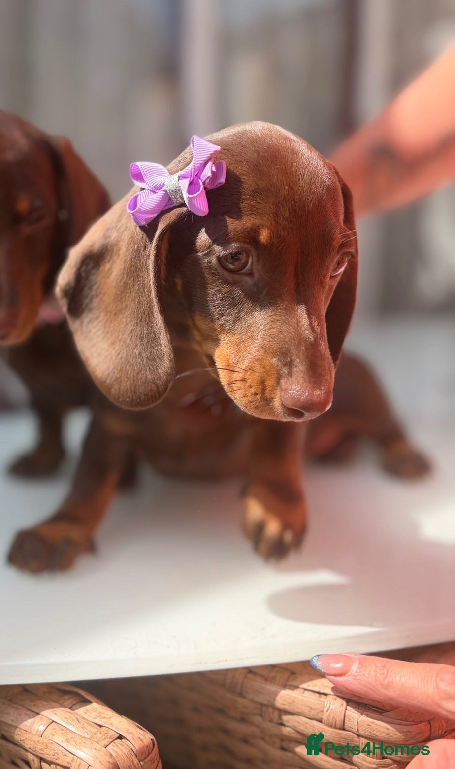Miniature Dachshund dogs FULLY VACCINATED miniature Daschund babies - Advert 17
