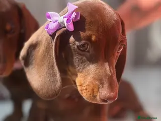 Miniature Dachshund dogs FULLY VACCINATED miniature Daschund babies - Advert 1