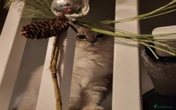 Ragdoll cats for sale: Blue tabby GCCF (ACTIVE) Queen - Image 3