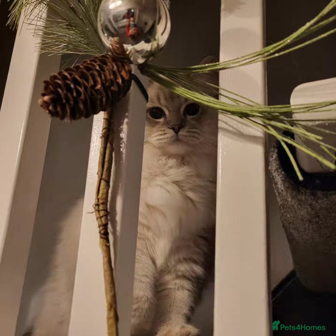 Ragdoll cats for sale: Blue tabby GCCF (ACTIVE) Queen - Image 3