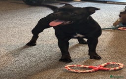 Staffordshire Bull Terrier dogs for sale: KC Staffordshire bull terrier  - Image 5