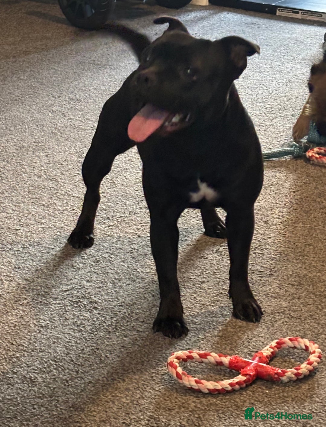 Staffordshire Bull Terrier dogs for sale: KC Staffordshire bull terrier  - Image 5