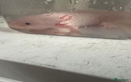 Axolotl reptiles for sale: Baby axolotl for sale - Image 2