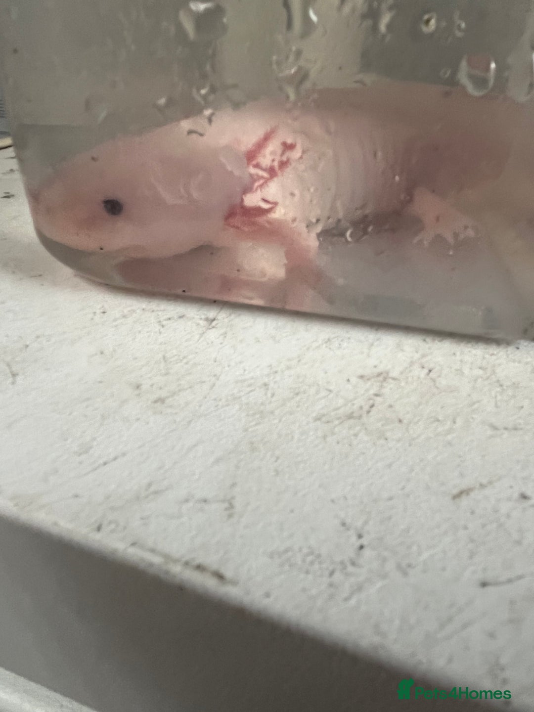 Axolotl reptiles for sale: Baby axolotl for sale - Image 2