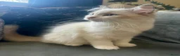 Ragdoll cats for sale: Purebreed Ragdoll kittens - Advert 8