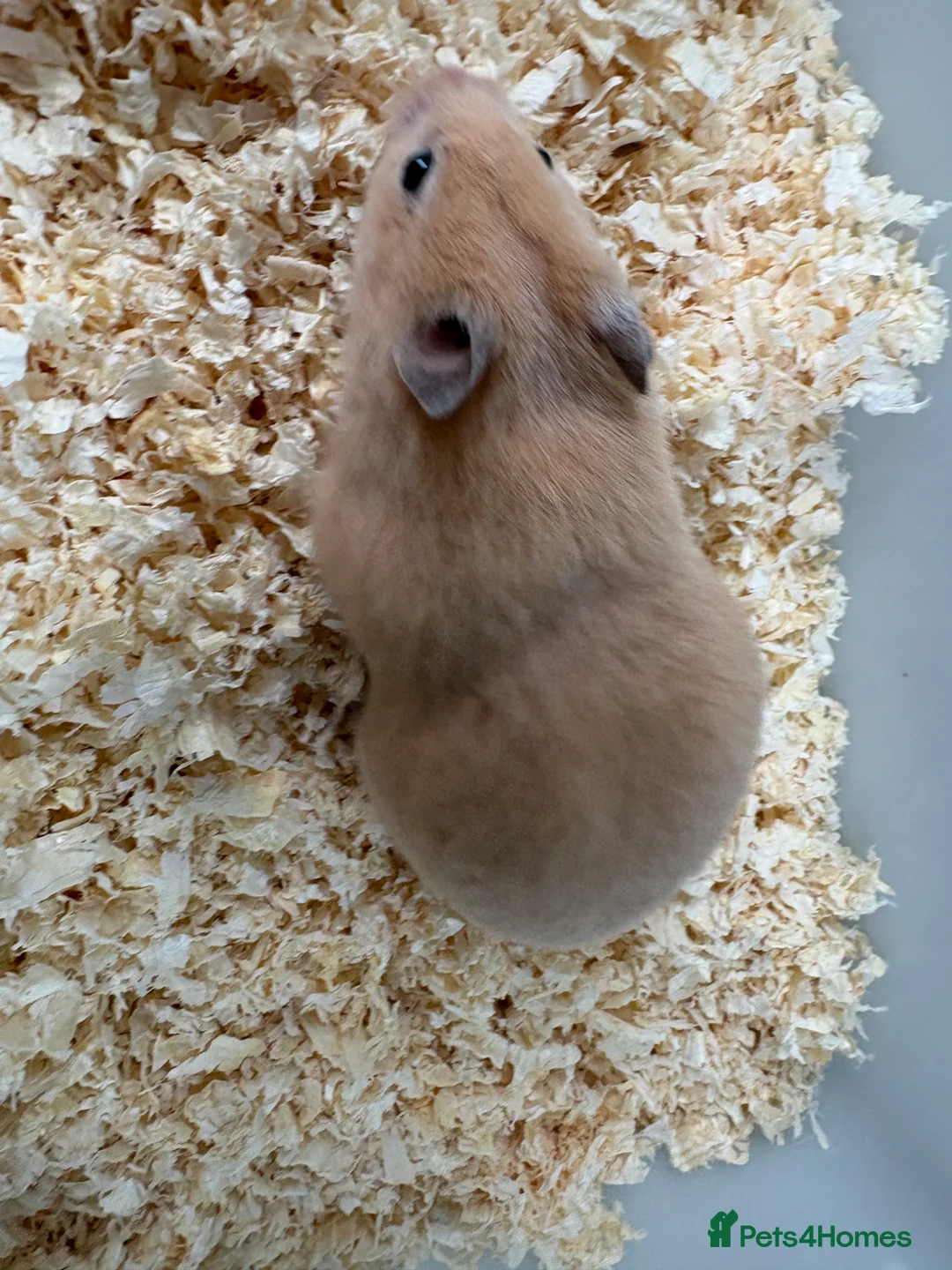 Hamster rodents for sale: Female Syrian hamsters  in Wilmslow - Advert 8