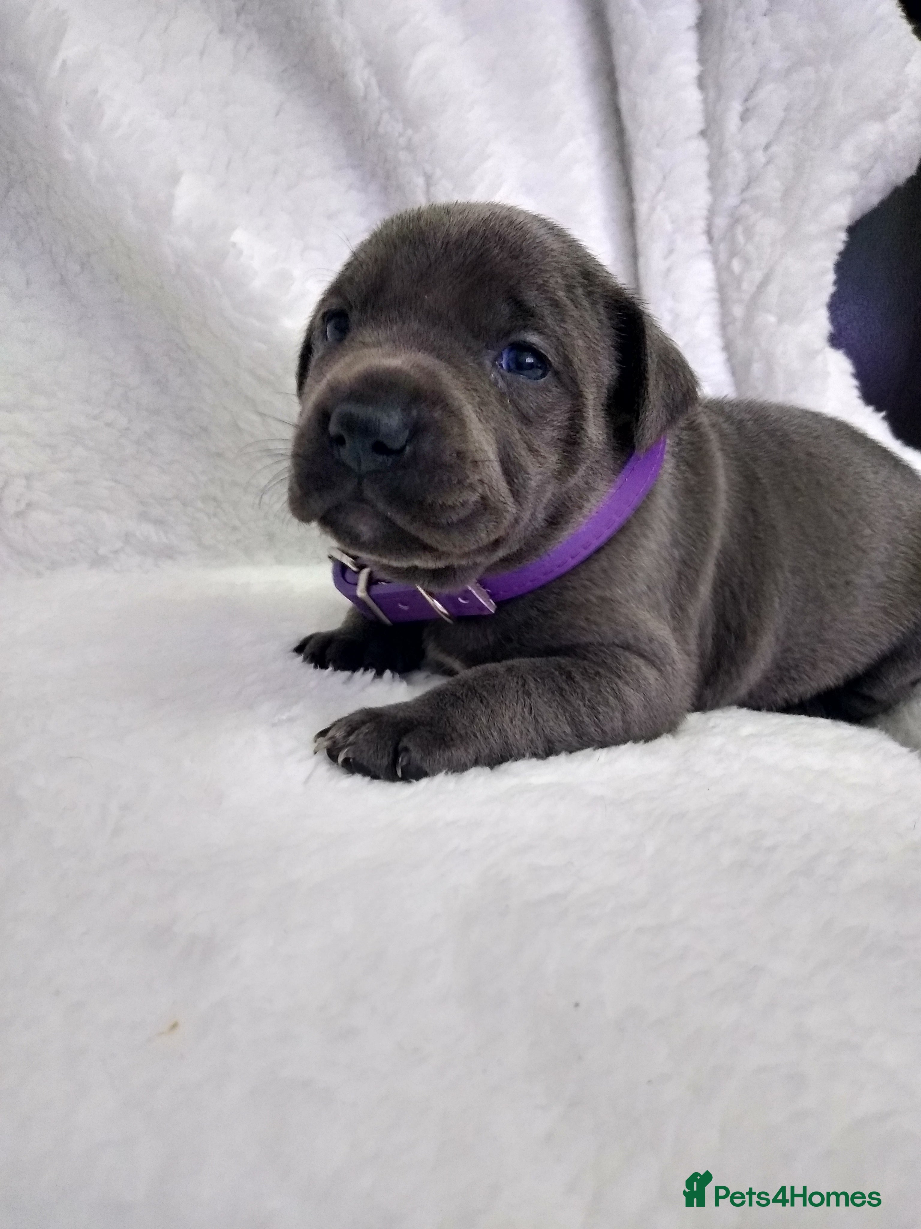 Staffordshire Bull Terrier dogs GIRLS ONLY Kc blue Staffordshire bull terrier - Advert 2