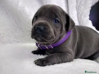 Staffordshire Bull Terrier dogs GIRLS ONLY Kc blue Staffordshire bull terrier - Advert 7