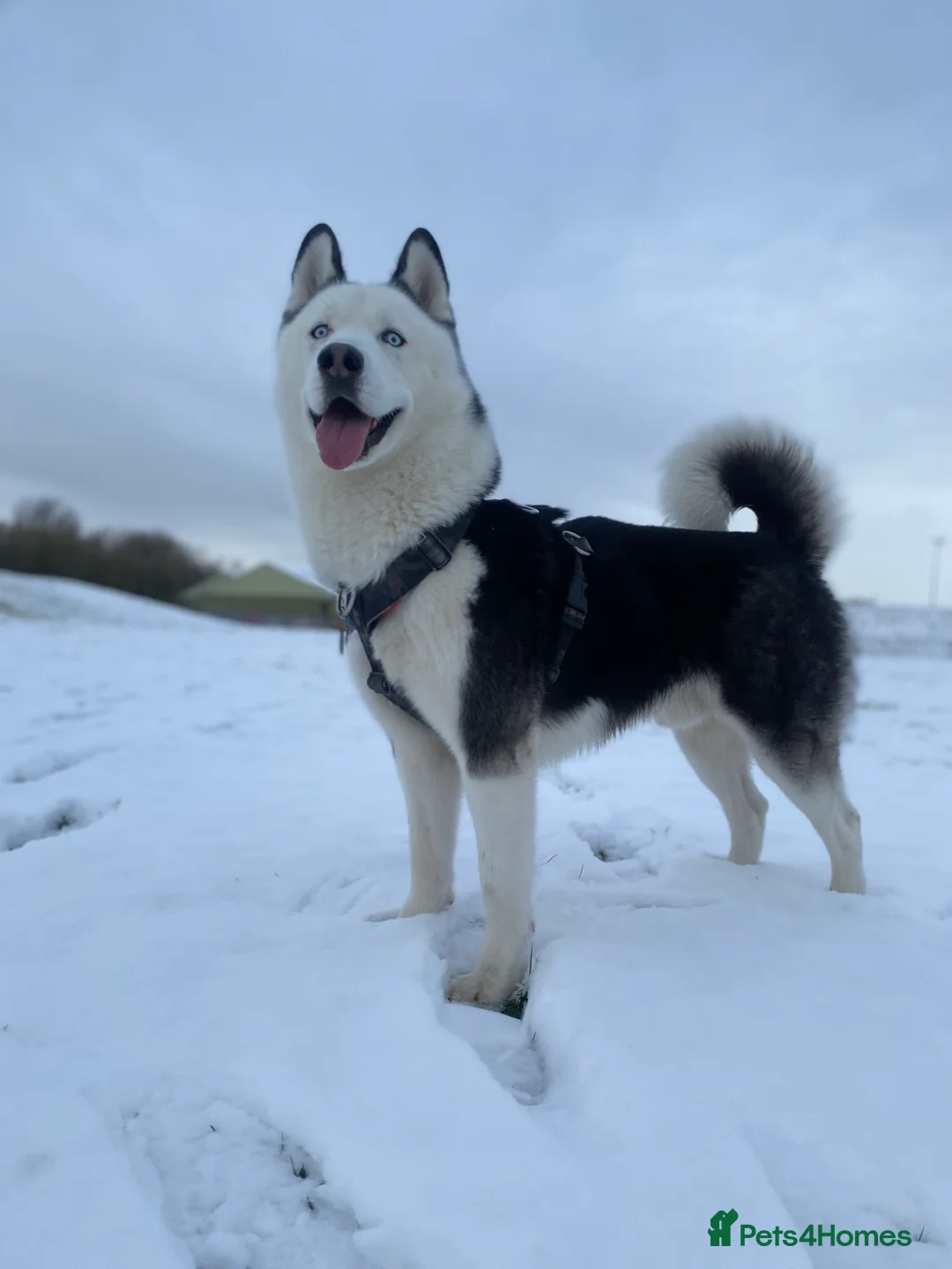 Siberian Husky dogs for stud: Stunning Blue eye Sibrian Husky for Stud(Proven) in Liverpool - Advert 20