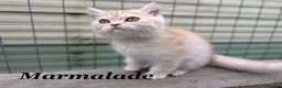 Persian cats for sale: *Last 2* Reduced Beautiful Persian Exotic Kitten - Advert 7